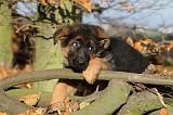 BERGER ALLEMAND 613